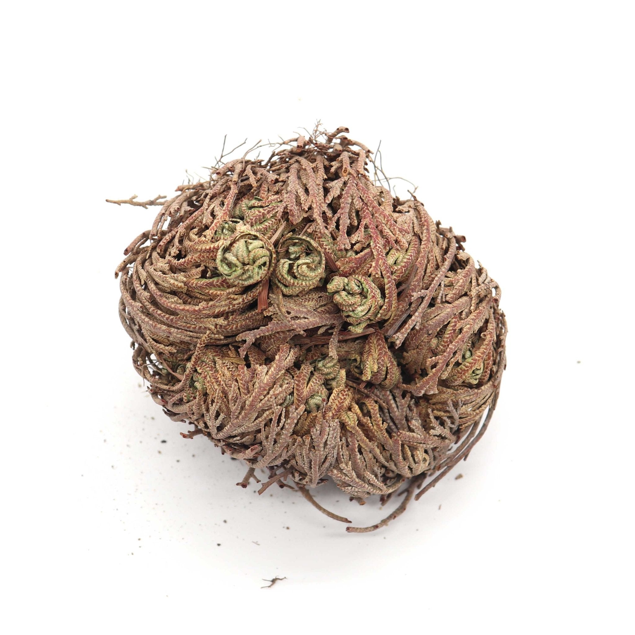 Rose of Jericho Flower — Mountain Hedgewitch