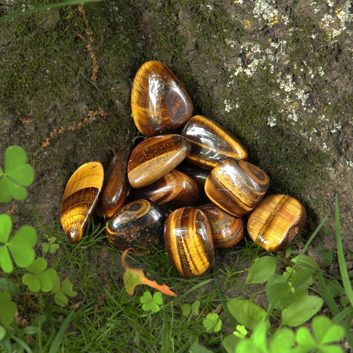 Tiger eye store shell