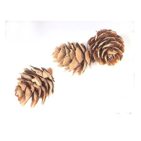 Pine Cones, Mini - 10 of