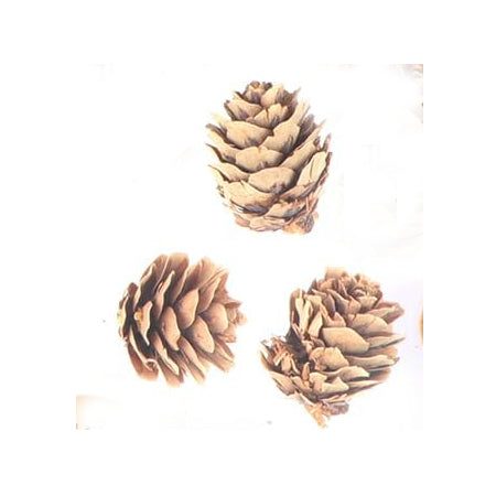 Pine Cones, Mini - 10 of