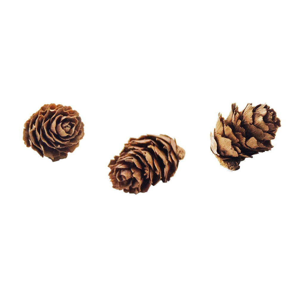 Pine Cones, Mini - 10 of