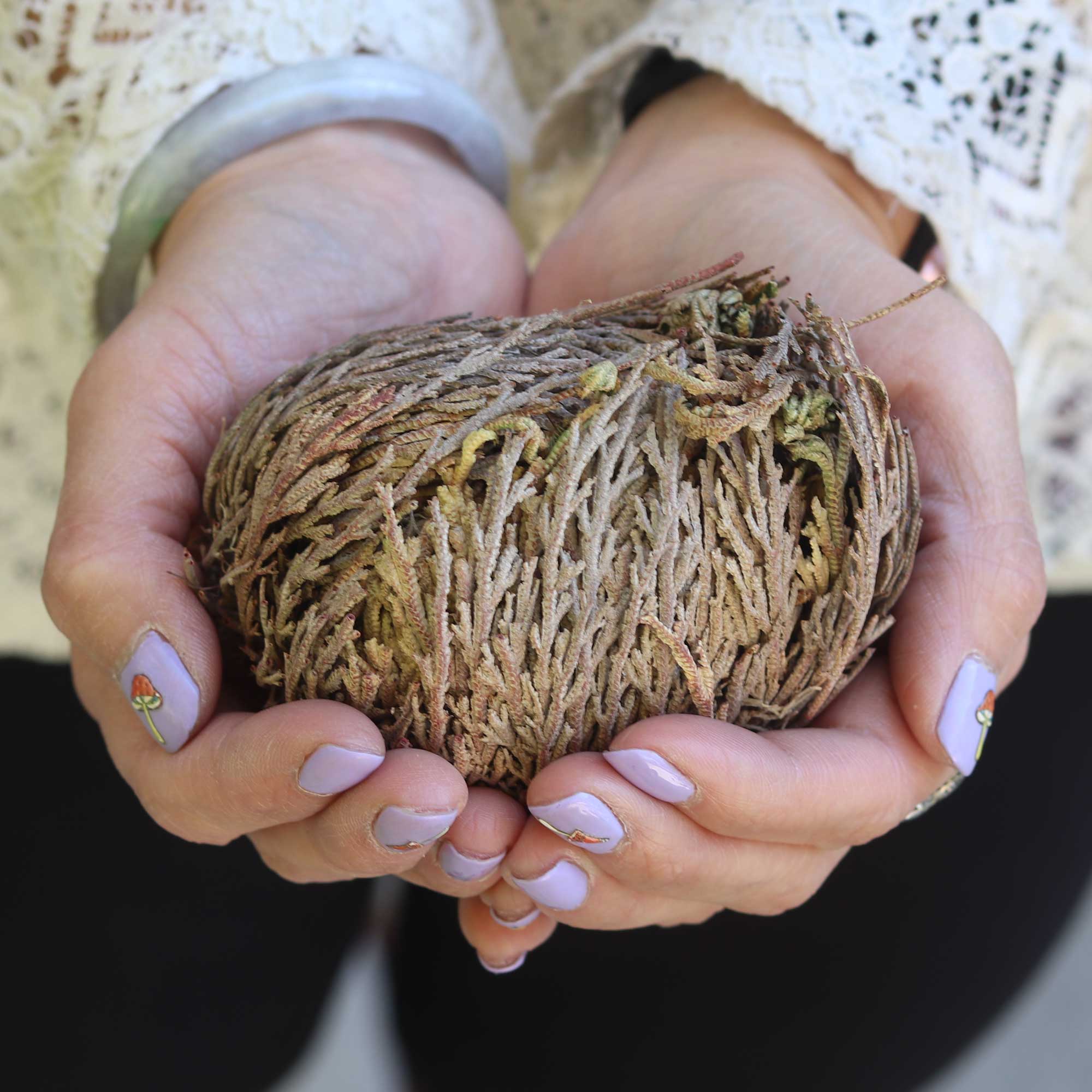 Rose of Jericho