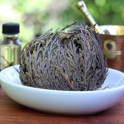 Rose of Jericho