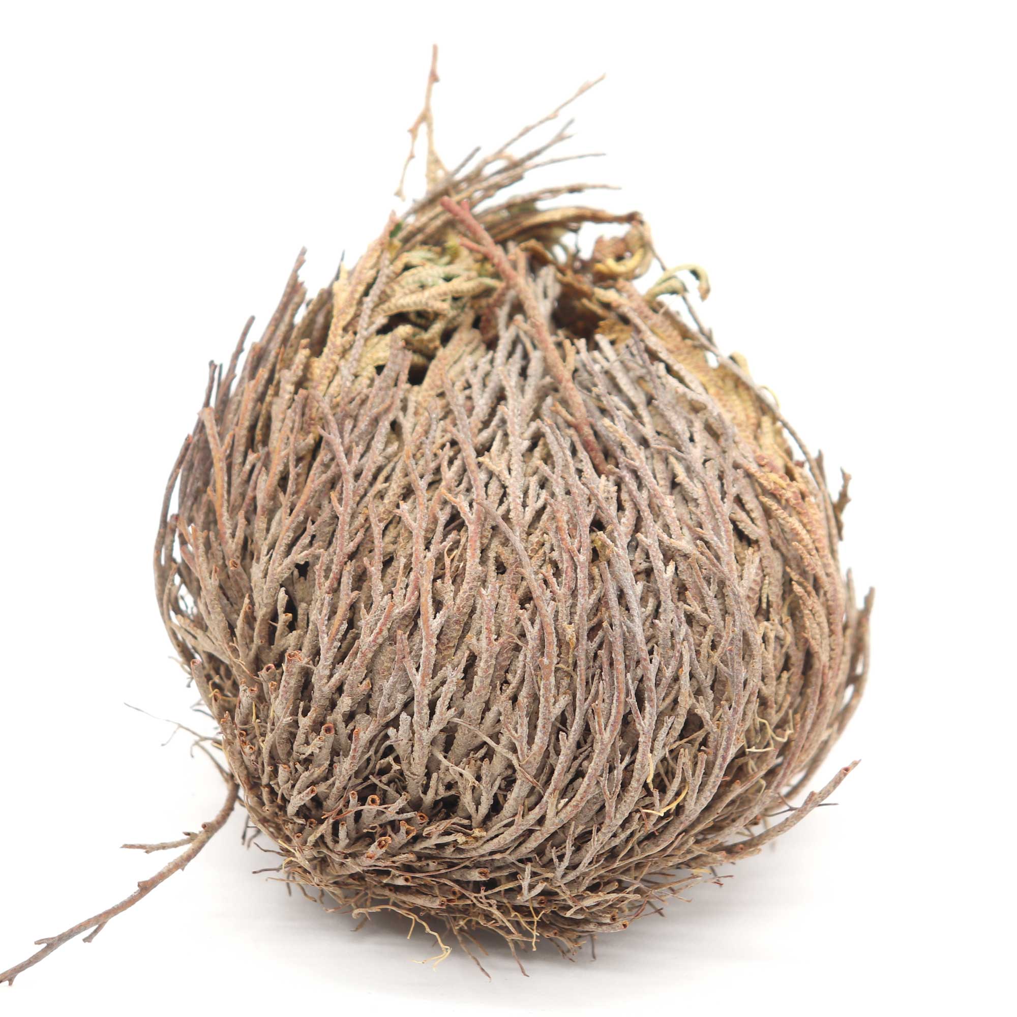 Rose of Jericho