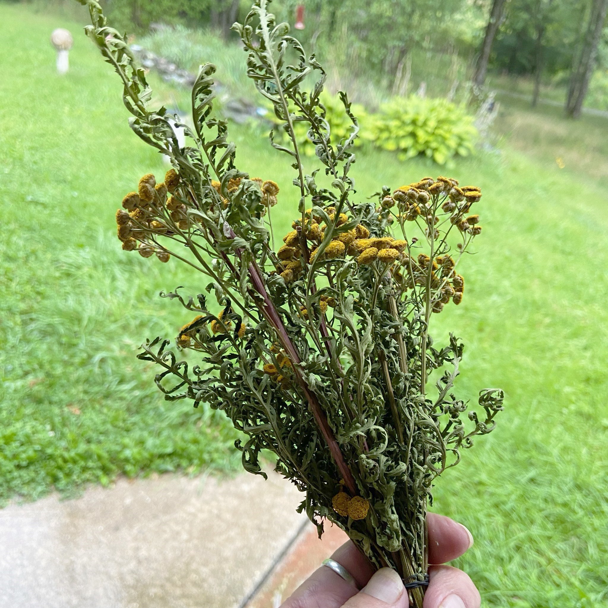 Tansy Herb Bundle