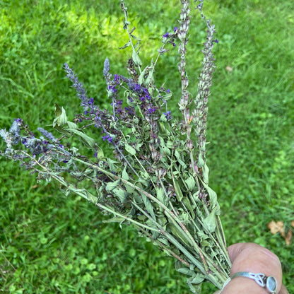 Purple Loosestrife Herb Bundle