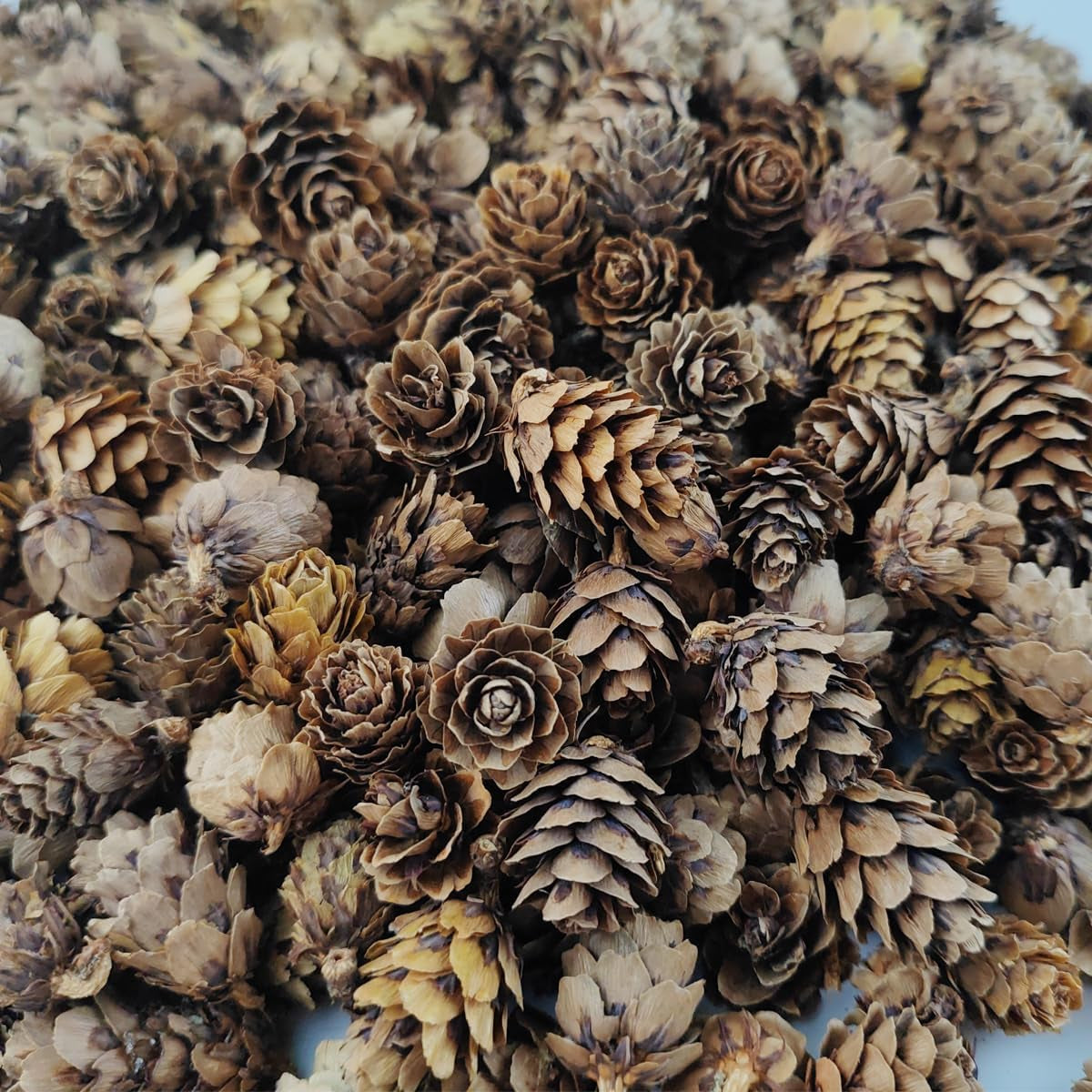 Pine Cones, Mini - 10 of