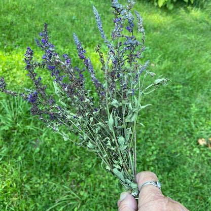 Purple Loosestrife Herb Bundle