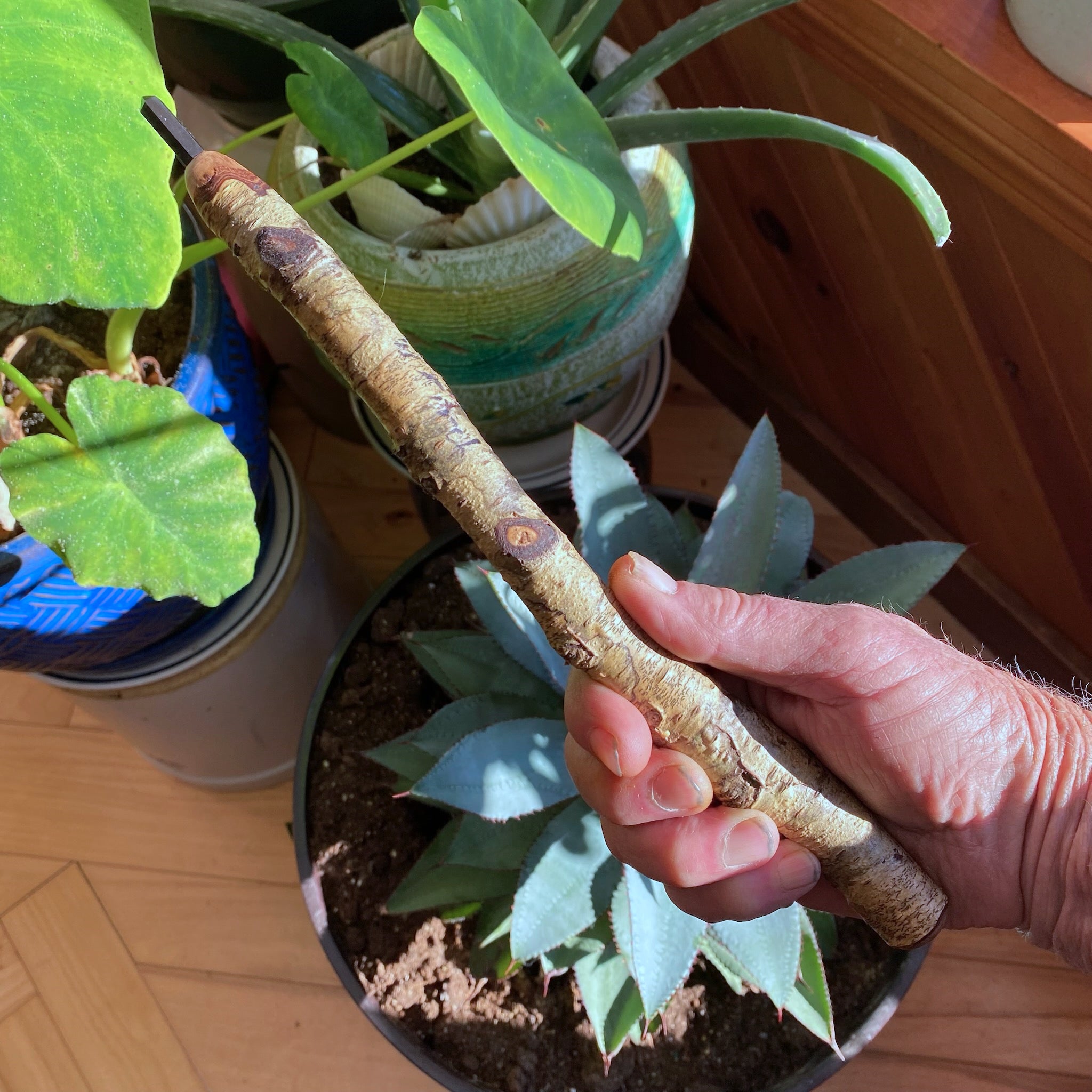 White Birch Wand