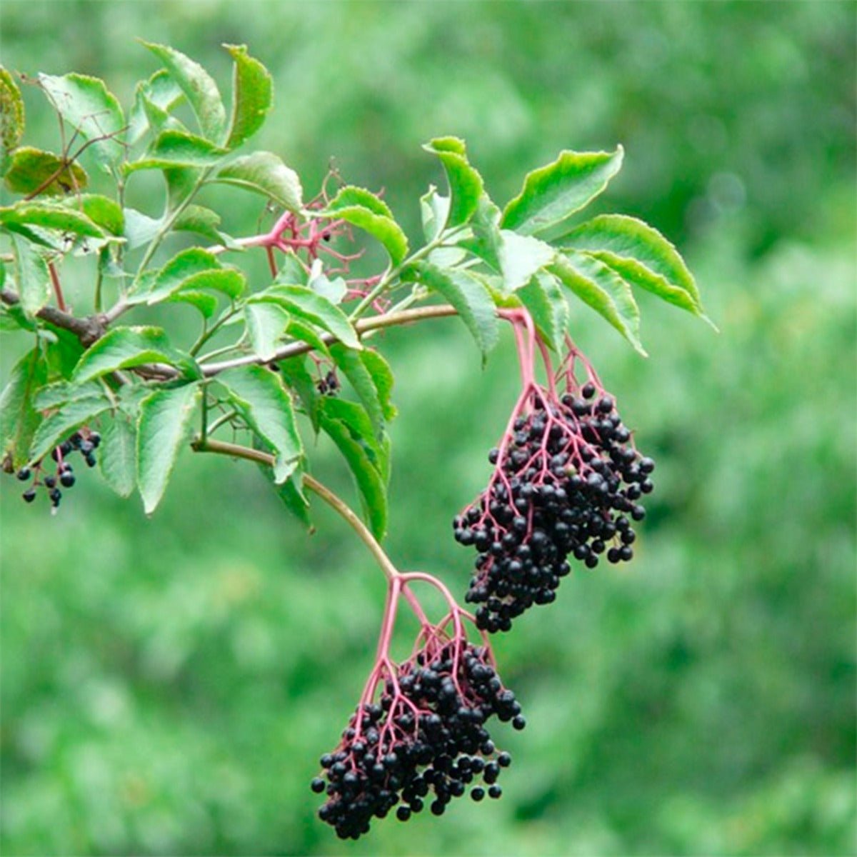 Elderberry - Whole - 13 Moons