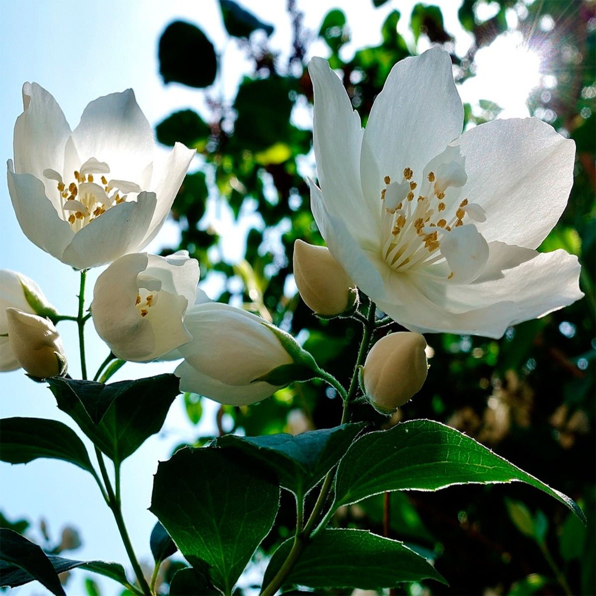 Jasmine Flower 1/2 Oz – www.