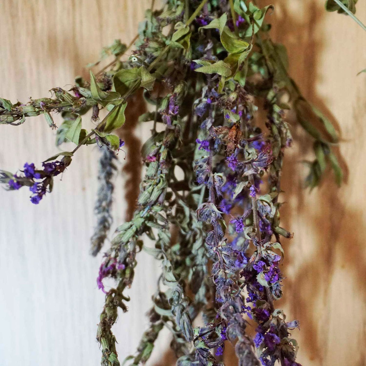 Purple Loosestrife Bundle- close up