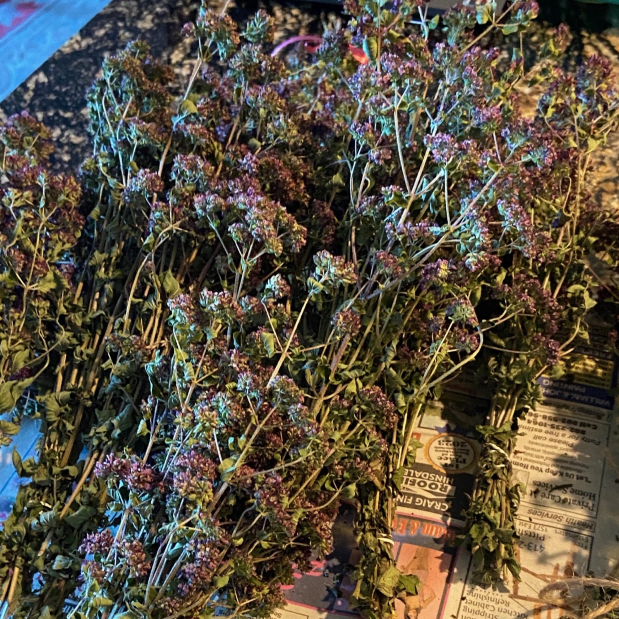 Marjoram Herb Bundle - 13 Moons