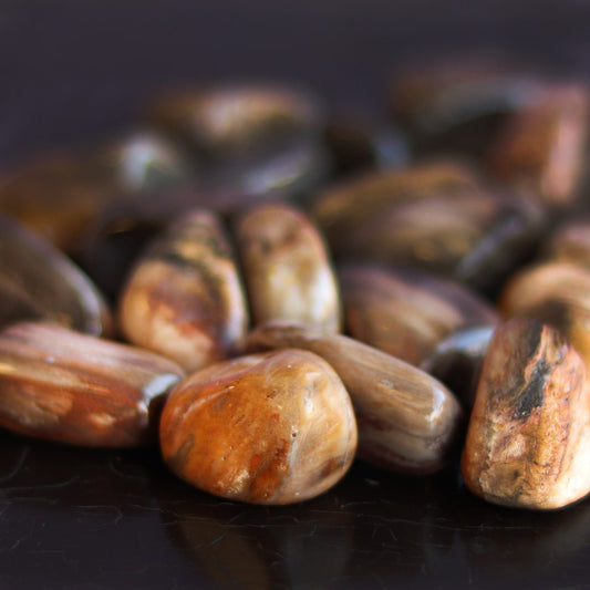 Petrified Wood Tumbled - 13 Moons