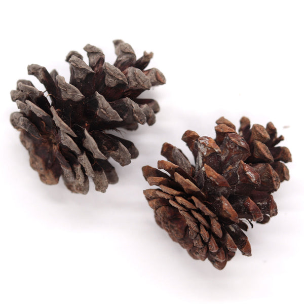 Pine Cones, 2 of