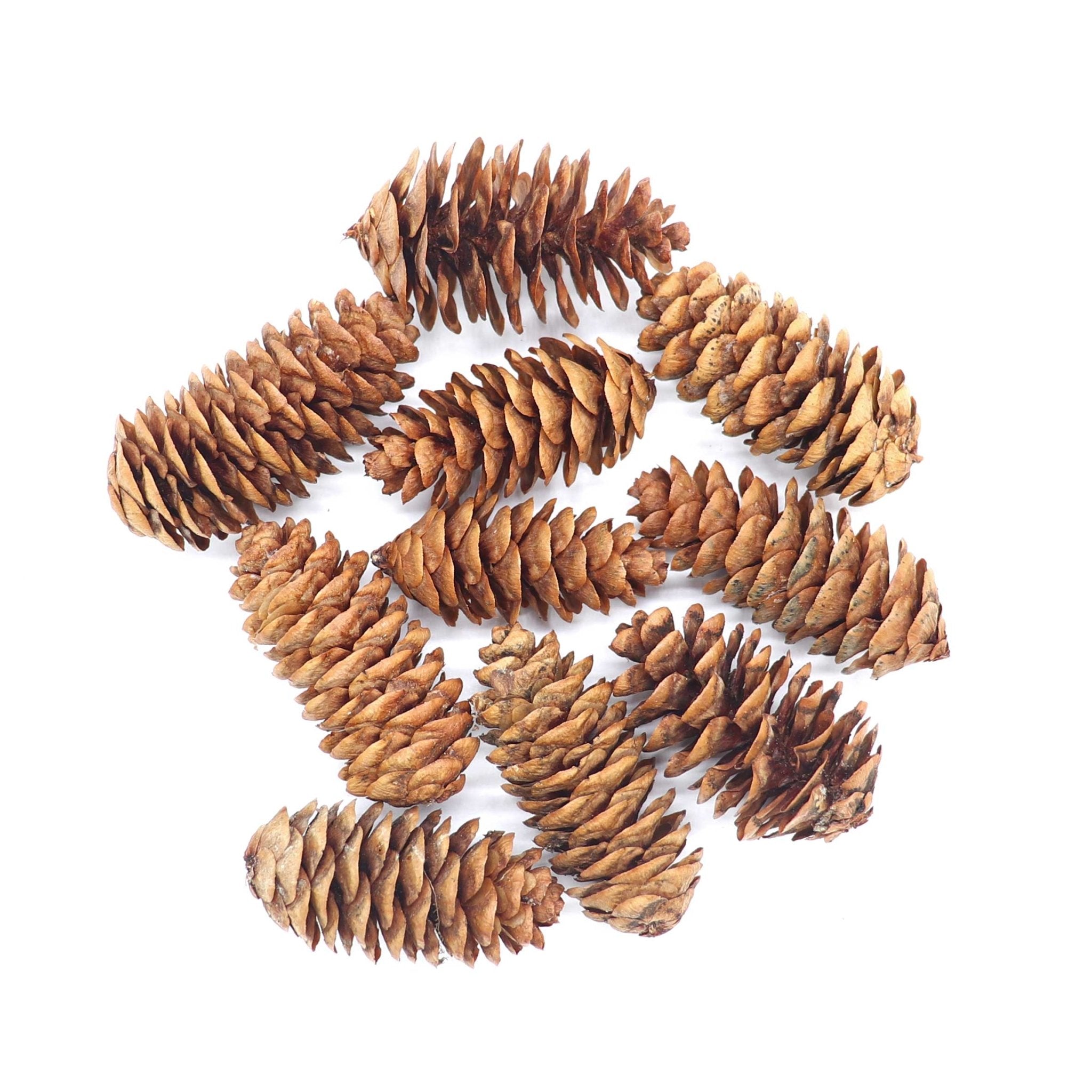 Pine Cones, Mini - 10 of