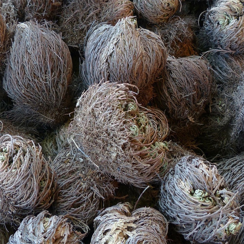 Rose of Jericho - 13 Moons