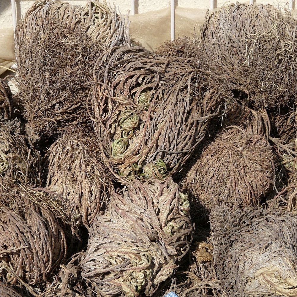 Rose of Jericho - 13 Moons