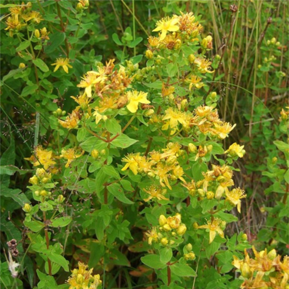 St Johns Wort Bundle - 13 Moons