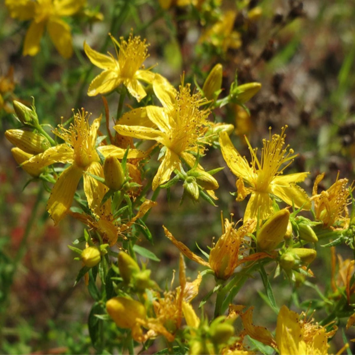 St Johns Wort Bundle - 13 Moons