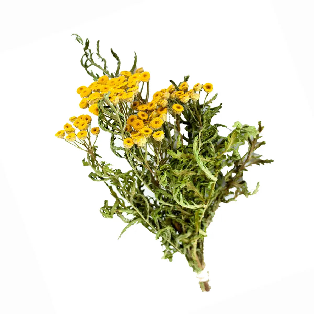 Tansy Bundle 1019 13Moons